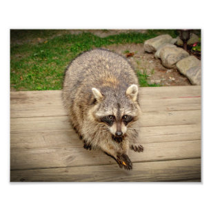 Raccoon med chip fototryck