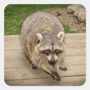 Raccoon med chip fyrkantigt klistermärke