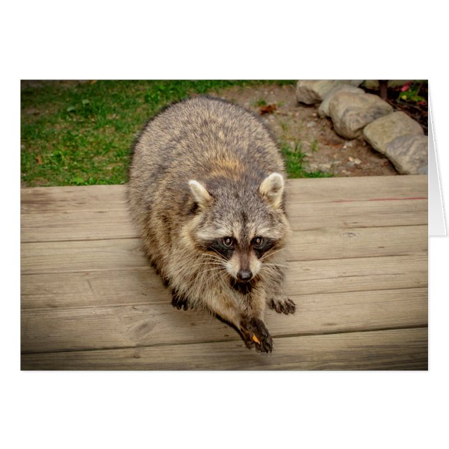 Raccoon med chip hälsningskort (Framsidan Horizontal)