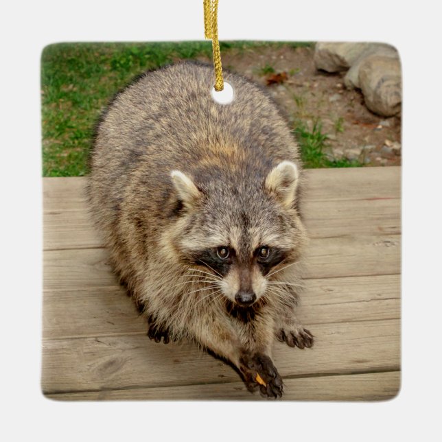 Raccoon med chip julgransprydnad keramik (Framsida)