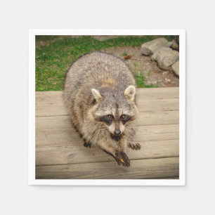 Raccoon med chip pappersservett