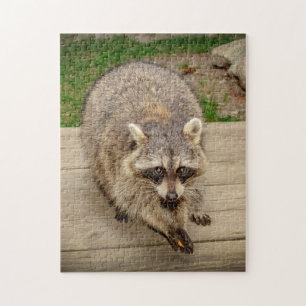 Raccoon med chip pussel