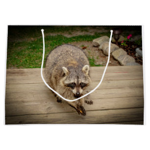 Raccoon med en chip