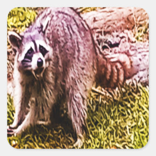 Raccoon med en Fleur De Lis-symbol Fyrkantigt Klistermärke