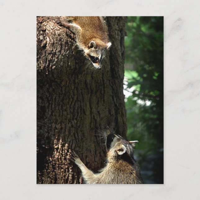 Raccoon Mor och Kit 2 Vykort (Framsida)