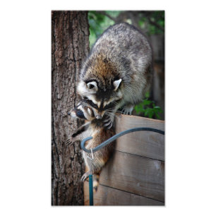 Raccoon Mor och Kit 3 Fototryck