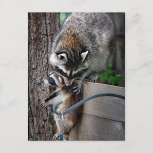 Raccoon Mor och Kit 3 Vykort