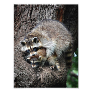 Raccoon Mor och Kit Fototryck