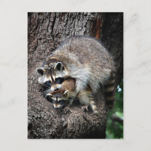 Raccoon Mor och Kit Vykort