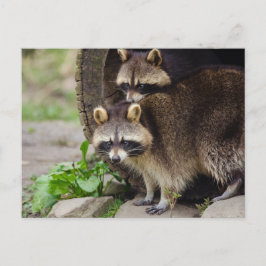 Raccoon Mor Protect Baby Vykort