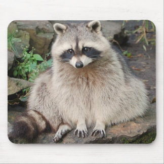 Raccoon Musmatta