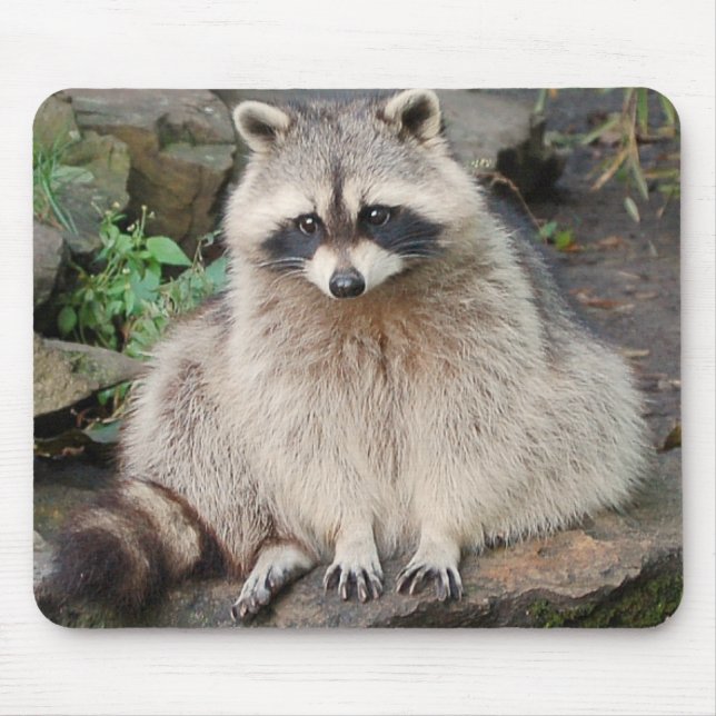 Raccoon Musmatta (Framsidan)