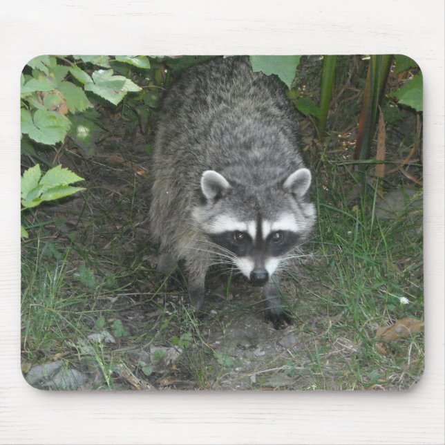 Raccoon Musmatta (Framsidan)