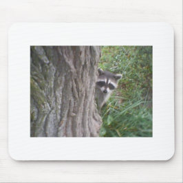 Raccoon Musmatta