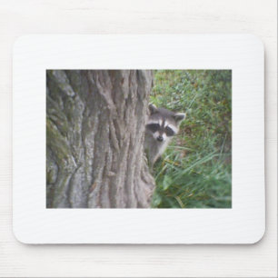 Raccoon Musmatta