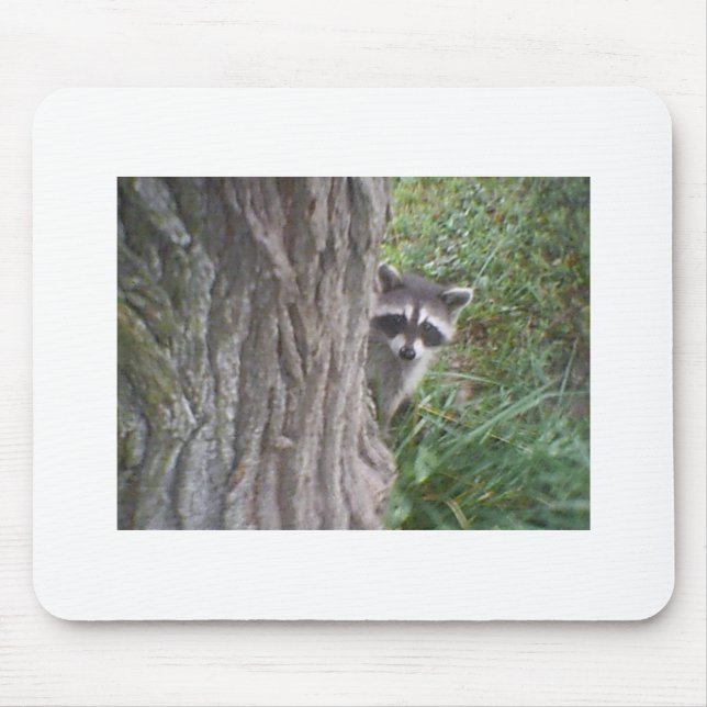 Raccoon Musmatta (Framsidan)