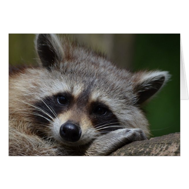 Raccoon OBS Kort (Framsidan Horizontal)