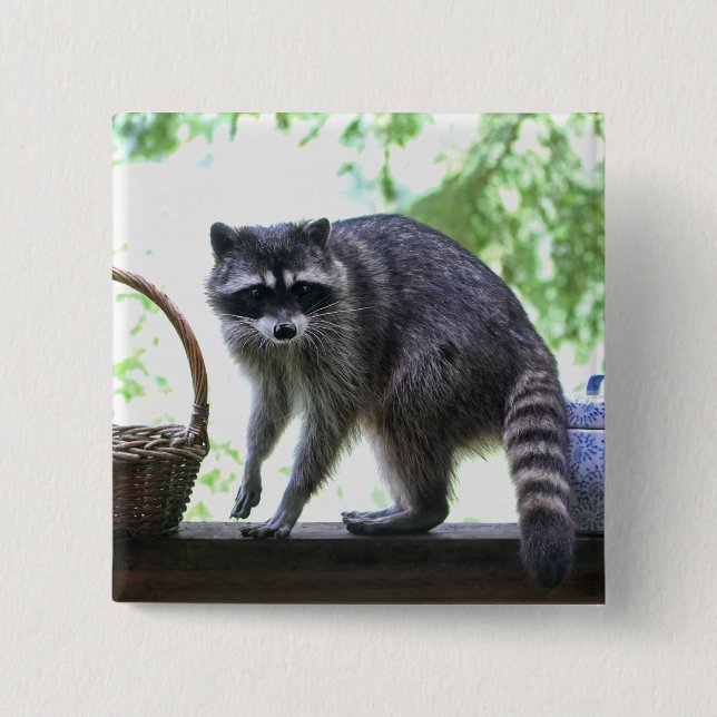Raccoon- och kakaburk knapp (Framsida)
