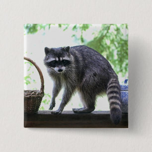 Raccoon- och kakaburk knapp