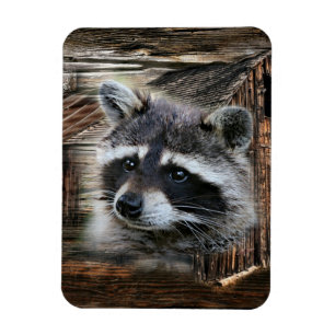 Raccoon på den gamla Barn Magnet