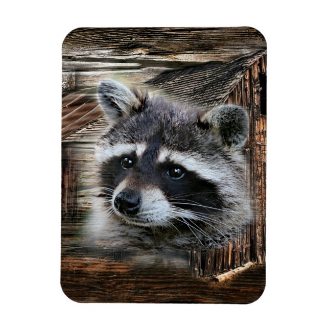 Raccoon på den gamla Barn Magnet (Vertikal)