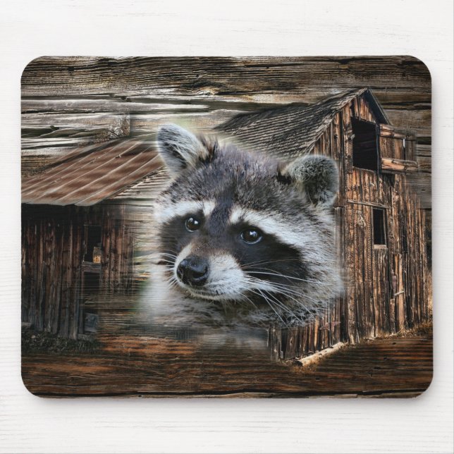 Raccoon på den gamla Barn Musmatta (Framsidan)