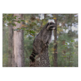 Raccoon på stubbeskärbräda