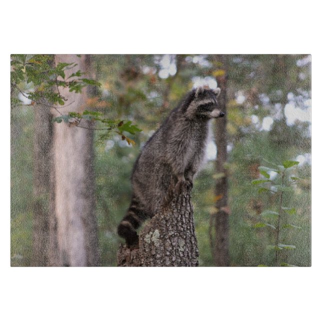 Raccoon på stubbeskärbräda (Framsidan)