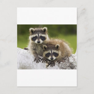 Raccoon par vykort