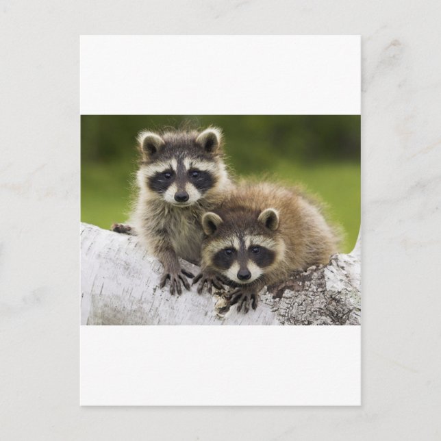 Raccoon par vykort (Framsida)