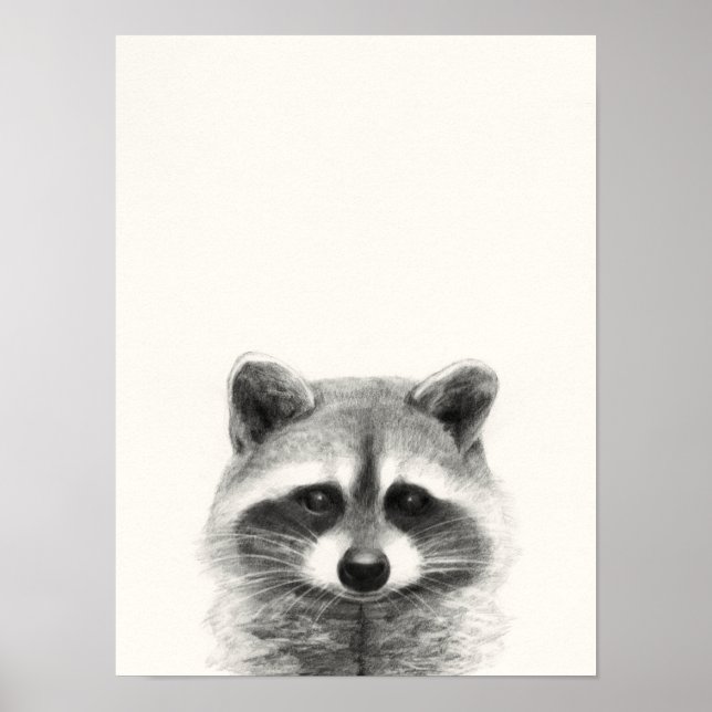 Raccoon Pencil Teckning Poster (Framsidan)