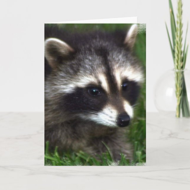 Raccoon Photo Greeting Card Kort (Framsida)