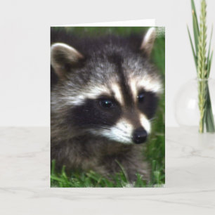 Raccoon Photo Greeting Card Kort