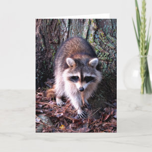 Raccoon Photo Kort