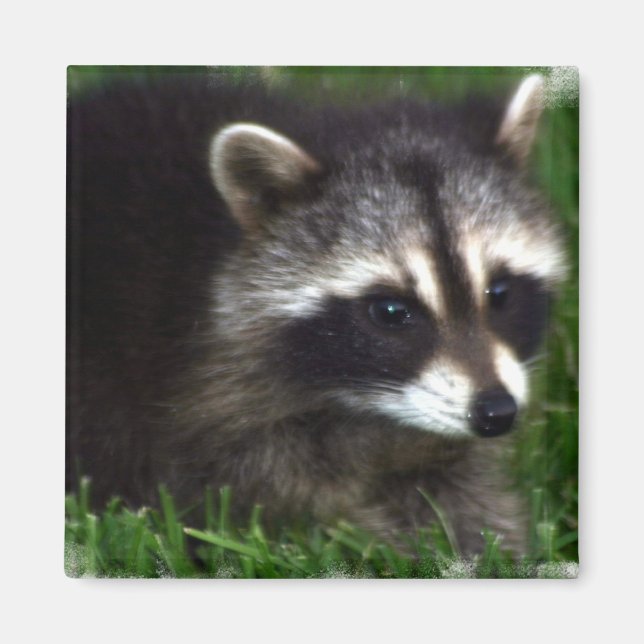 Raccoon Photo Magnet (Framsidan)