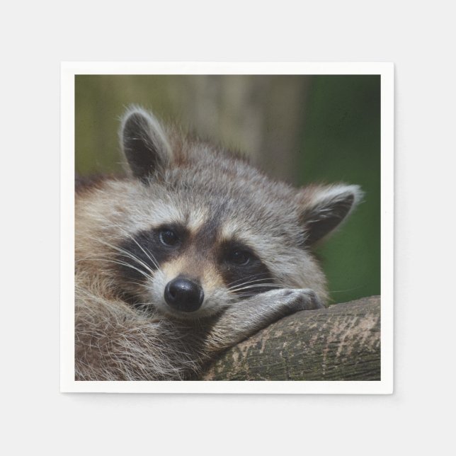 Raccoon Photo Pappersservett (Framsidan)
