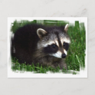 Raccoon Photo Postcard Vykort