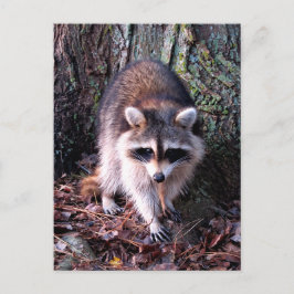 Raccoon Photo Vykort