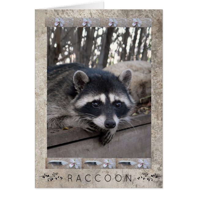Raccoon Porträtt OBS Kort (Framsidan)