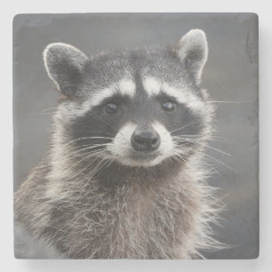 Raccoon Porträtt Stone Underlägg