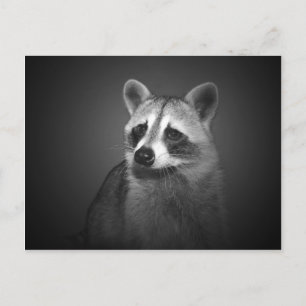 Raccoon Porträtt vykort