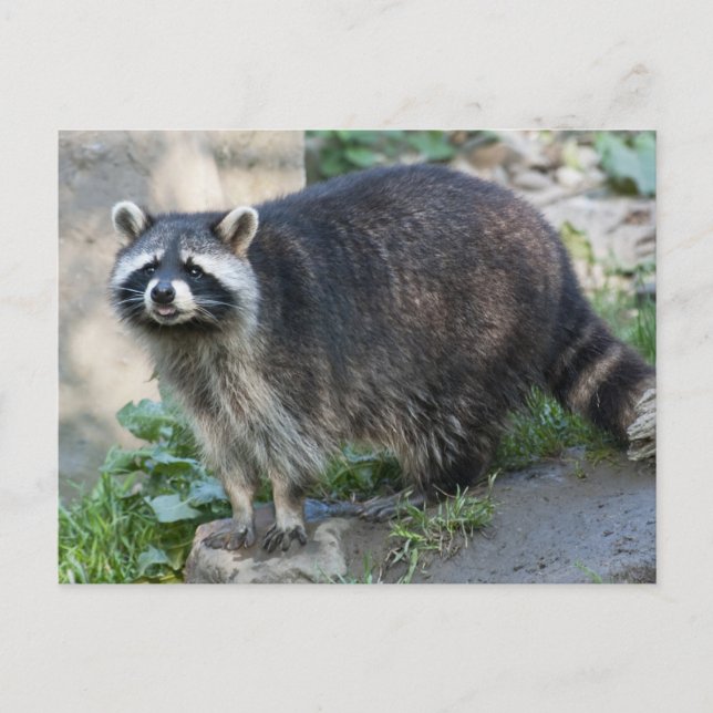 Raccoon Postcards Vykort (Framsida)