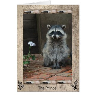Raccoon Prince OBS Kort