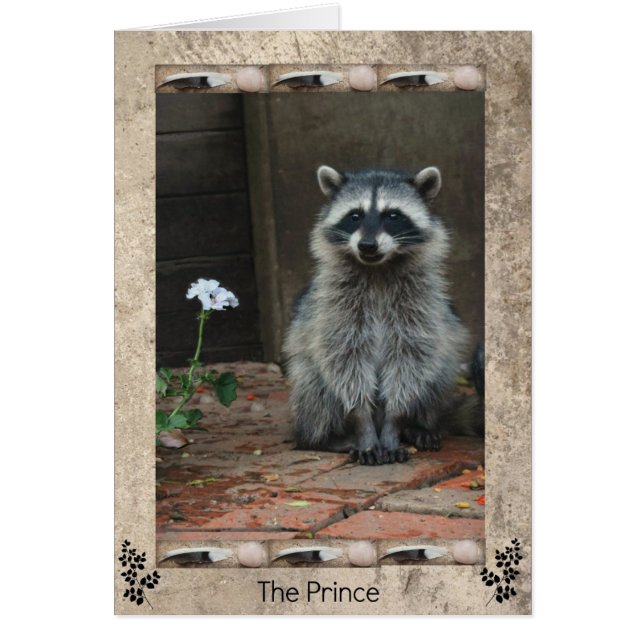 Raccoon Prince OBS Kort (Framsidan)