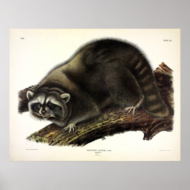 Raccoon (Procyon Lotor) av Audubon Poster (Framsidan)