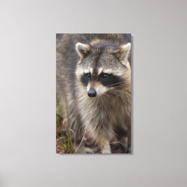 Raccoon, Procyon lotor, Florida Canvastryck (Framsida)