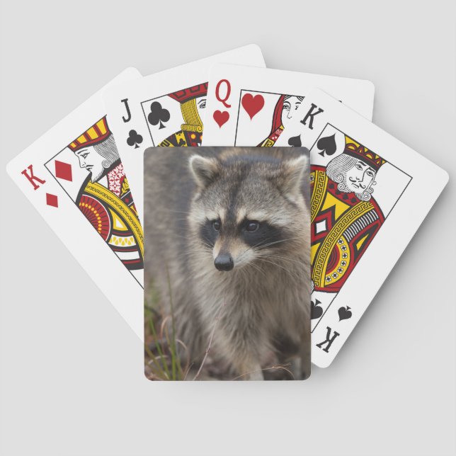 Raccoon, Procyon lotor, Florida Casinokort (Baksidan)