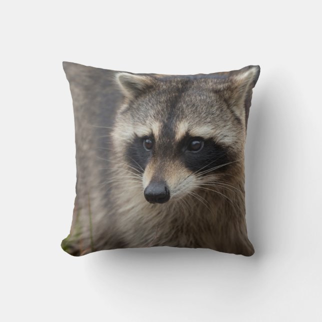Raccoon, Procyon lotor, Florida Kudde (Framsida)