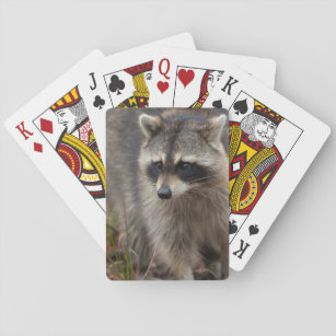 Raccoon, Procyon lotor, Florida, USA 1 Casinokort