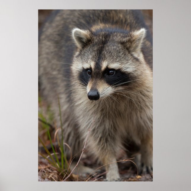 Raccoon, Procyon lotor, Florida, USA 1 Poster (Framsidan)
